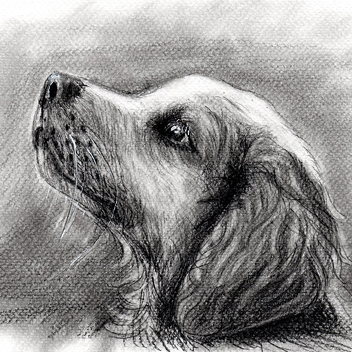 Goldenretriver kölyök grafittal